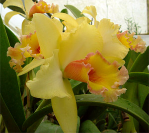 orchidea
