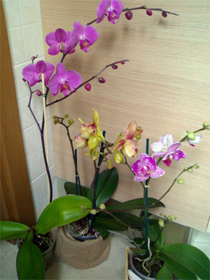 phalaenopsis_tullio_300.jpg