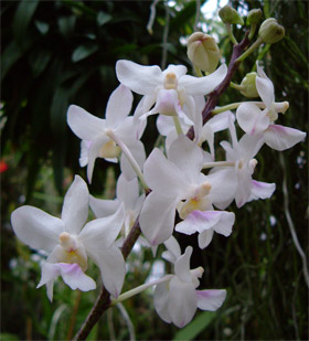 http://www.orchids.it/img_up/vanda_amesiana.jpg