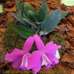 laelia_sincorana-2jpg