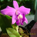 laelia_sincorana_1 laelia_sincorana_1