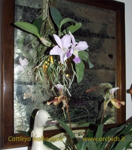 cattleya_walkeriana