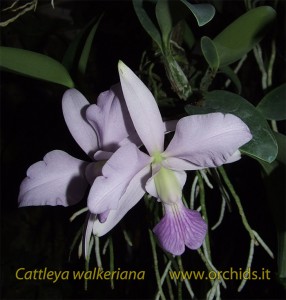 cattleya_walkeriana_1