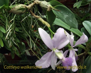 cattleya_walkeriana_2
