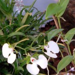 <i>Oeonia oncidiflora</i>