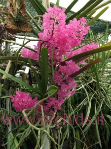 ascocentrum_ampullaceum Ascocentrum ampullaceum pianta