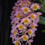 mous dendrobium mousmee 2