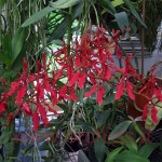 renanthera_storiei_pianta