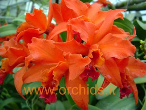 slc_red_delight_fiori