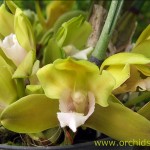 bifrenaria_inodora_fiore