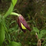Cypripedium calceolus