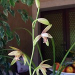 cymb_ensiflorum_f_seas_fior