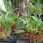 masd_herradurae_maya