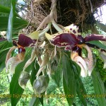 stanhopea_tigrina_varnigro