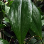 foglia_orchidea_1