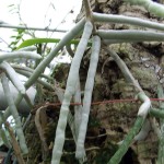 radici_bark_prima radici_bark_prima