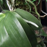 radici_phal_bell_prima radici_phal_bell_prima
