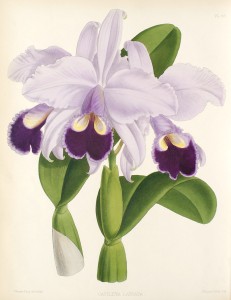 Cattleya labiata-The Orchid Album
