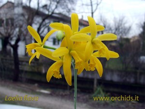 laelia_flava