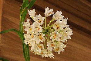 neobenthamia-gracilis-082