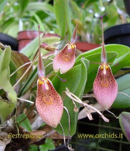 restrepia_quiz_marzo_09