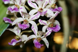 rhynchostylis-gigantea-138