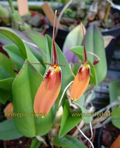 restrepia-cuprea_1