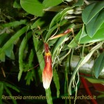 restrepia_antennifera
