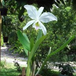 catt_sp_pianta