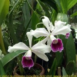 laelia_-purpurata_gracxdel_