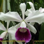 laelia_purpurata_gracxdel_f