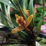 max_sp_fiore max_sp_fiore