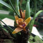 max_sp_fiore_1