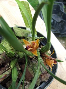 max_sp_pianta