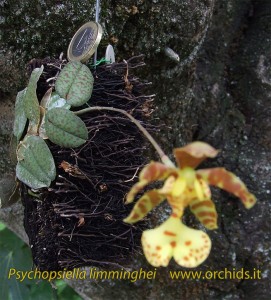 psychopsiella_-limminghei_c