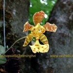 psychopsiella_-limminghei_f