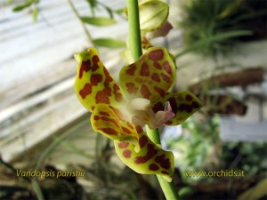 vandopsis_parishii_fiore