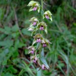 Epipactis helleborine