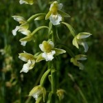 Epipactis palustris f. alba Epipactis palustris f. alba