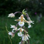 Epipactis palustris