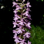 Gymnadenia conopsea