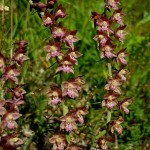 Epipactis atrorubens