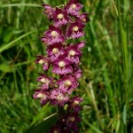 Epipactis atrorubens