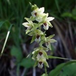 Epipactis muelleri