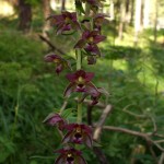 epipactis epipactis
