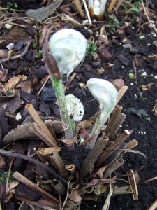 osmunda_germogli