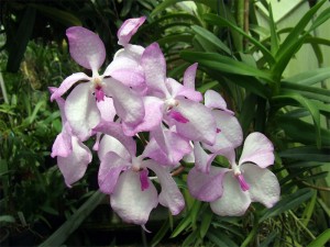 vanda_coer_var_rosea