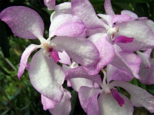 vanda_coer_var_rosea_1