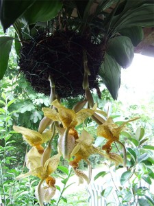 stanhopea_tigrina_1