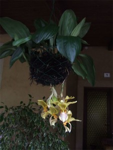 stanhopea_tigrina_2